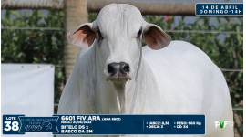 Lote 38