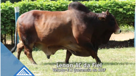 Lote 107