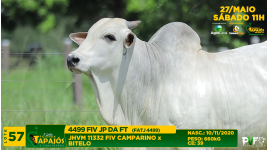 Lote 57