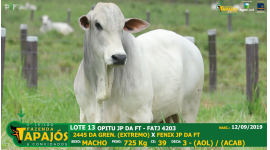 Lote 13