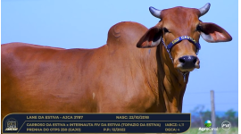 Lote 49