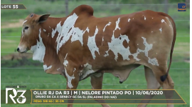 Lote 55