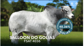 Lote 255 - SALLOON DO GOLIAS